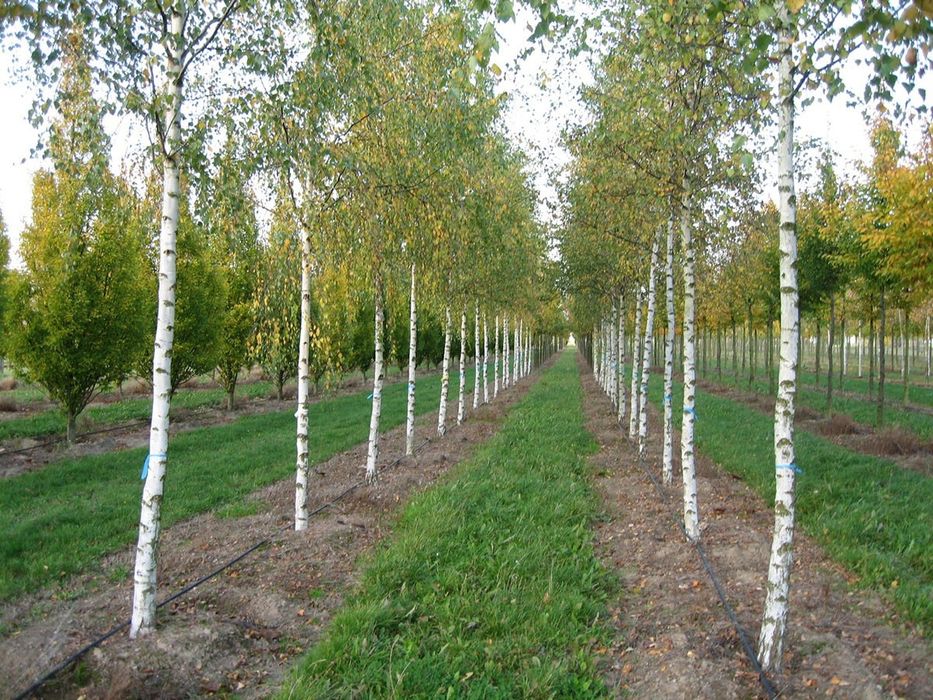 Mesteacan - betula pendula , vand copaci ( tei, artar, platan, paltin)