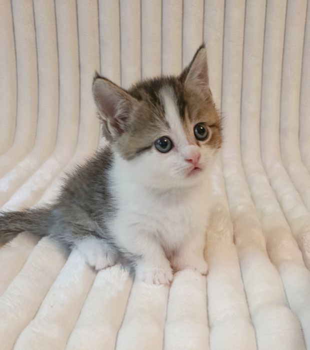 Продается котенок, Манчкин, мальчик