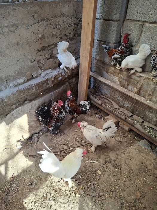 Куры карликовые...