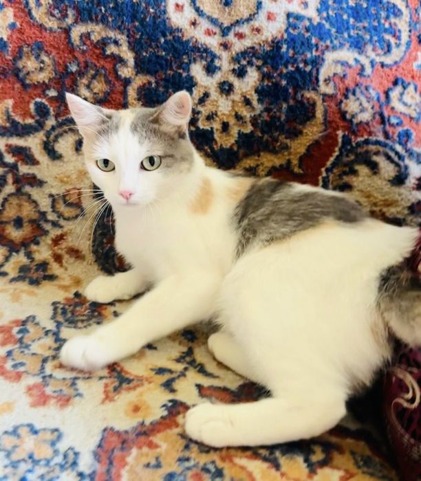 Трехцветная кошка