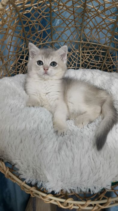 Продаётся чистокровная шотландская девочка