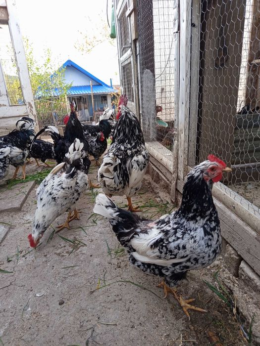 Oua incubat pinta și italiene