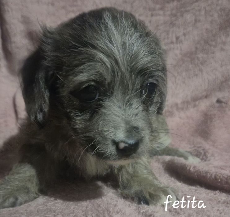 Cățeluși grasuni si frumosi