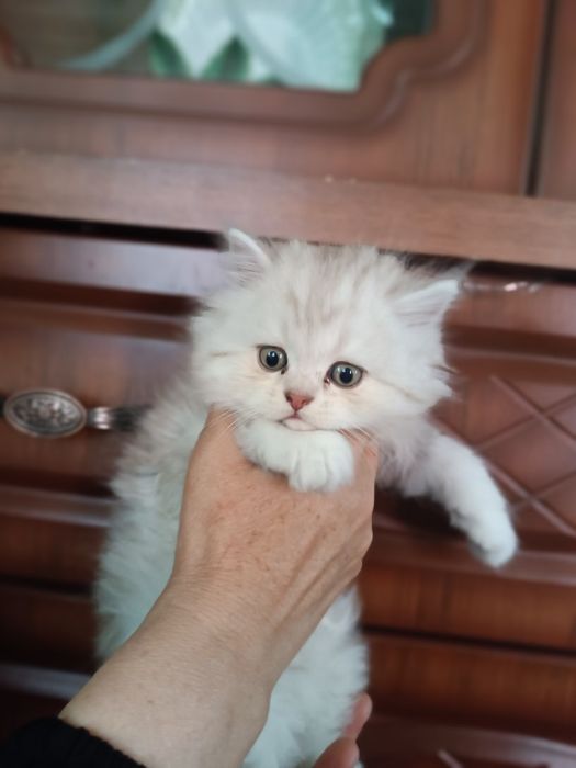 Kentavr qiz jinsiy aloqa