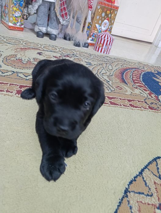 Лабрадор-ретривер