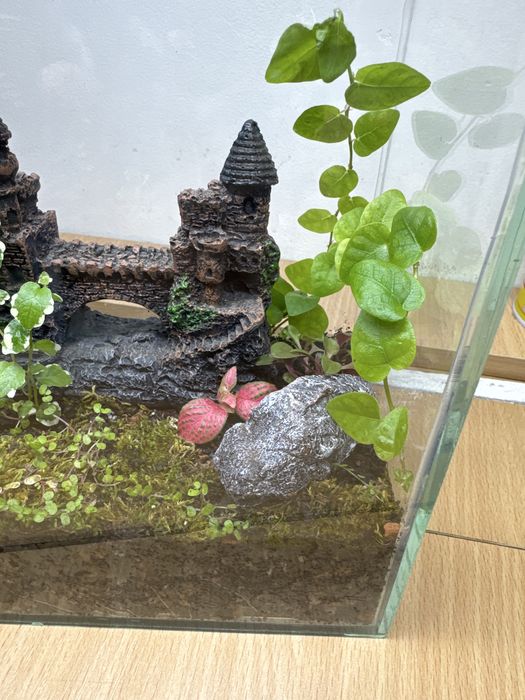 Продам флорариум со мхом !