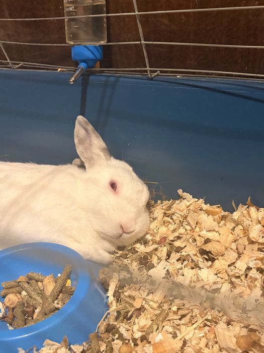 Дебел глиган на име дани