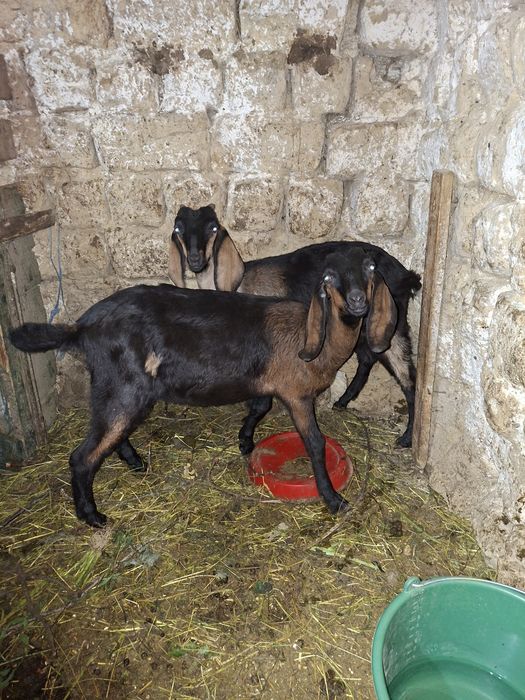 2 iede anglonubian