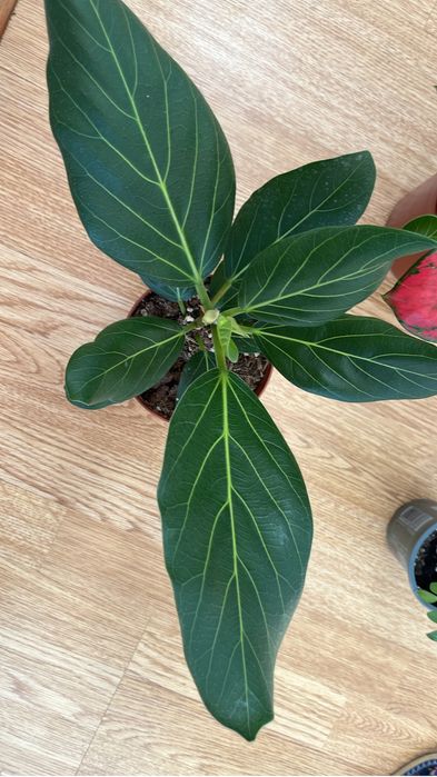 Комнатные растения