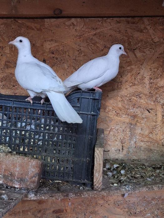 Turturelelor rozătoare albe tineret