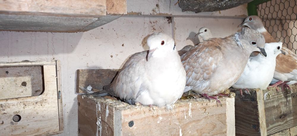 Turturele Rozătoare