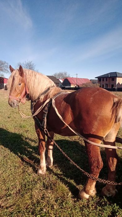 De vânzare mânz  de 3 ani