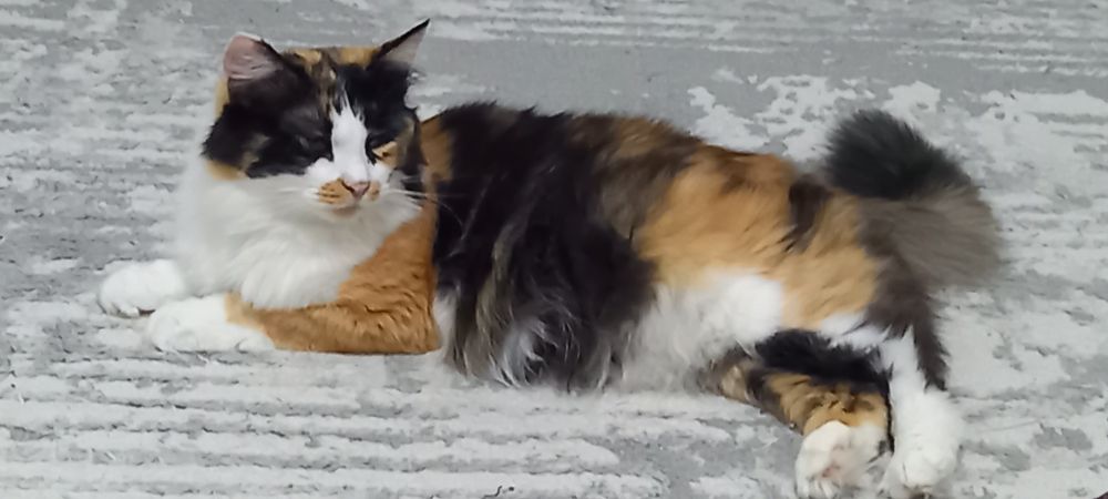 Отдаем кошек породистые