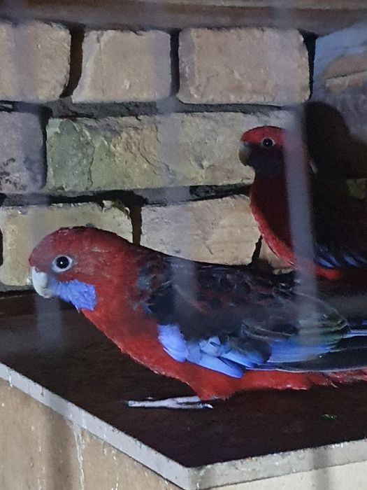 Toʻti penat sogʻlom qushlar raglari tiniq