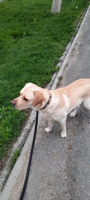 Вязка Лабладор Ретривер