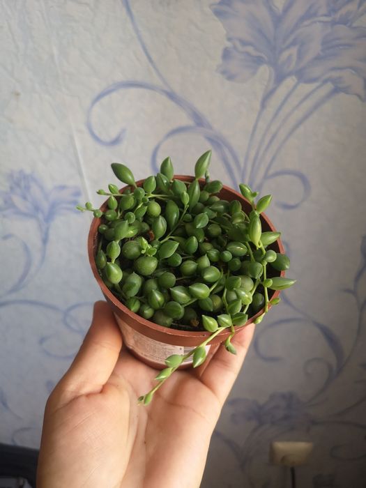 Продам комнатные растения