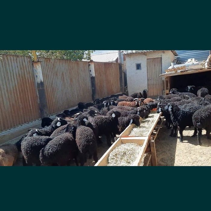 Кой Бараны токтушки продаётся 38000тысч