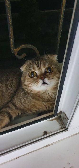Scottish fold mushuk