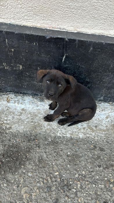 Adopție căței. Urgent