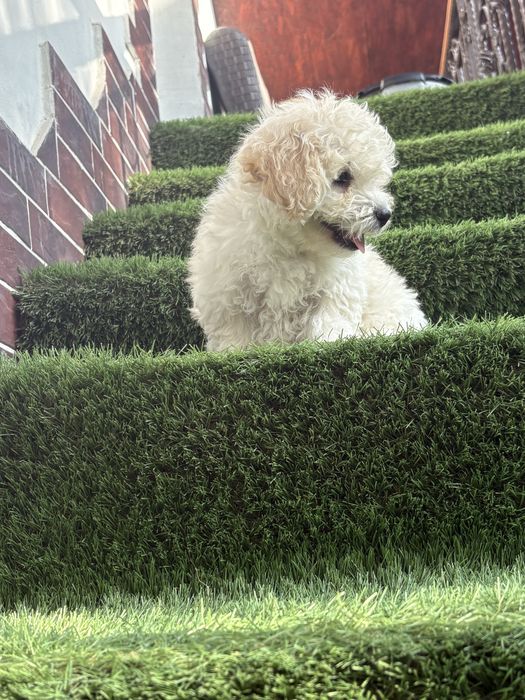 Maltipoo mini toy