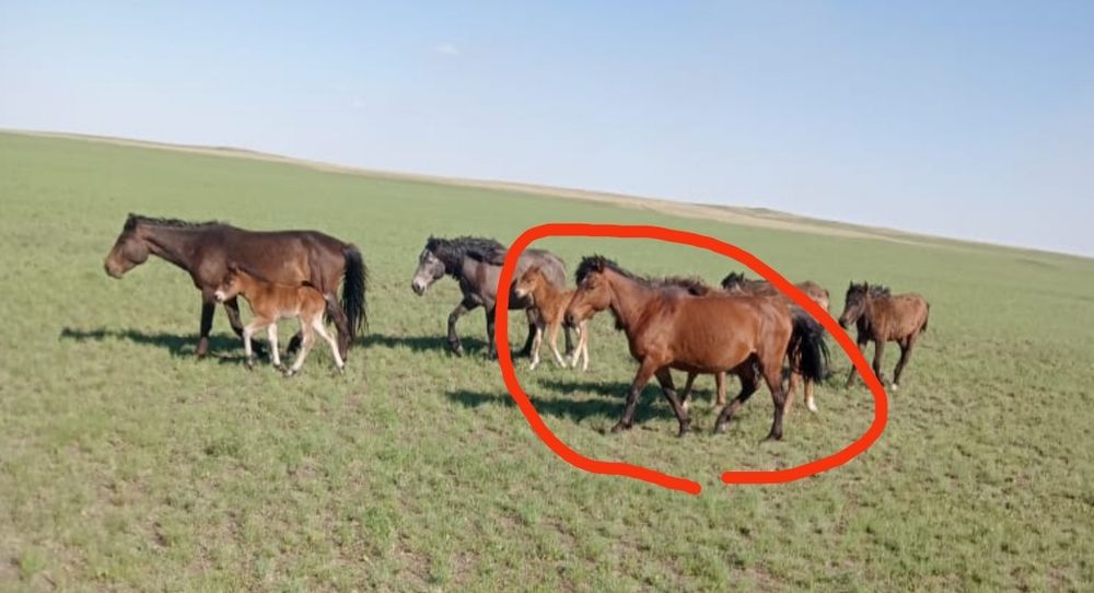 Кобыла и тай девочка по отдельности