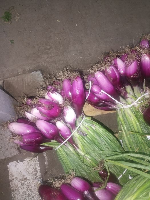 Legume ceapa morcov cartofi ceapa de apa