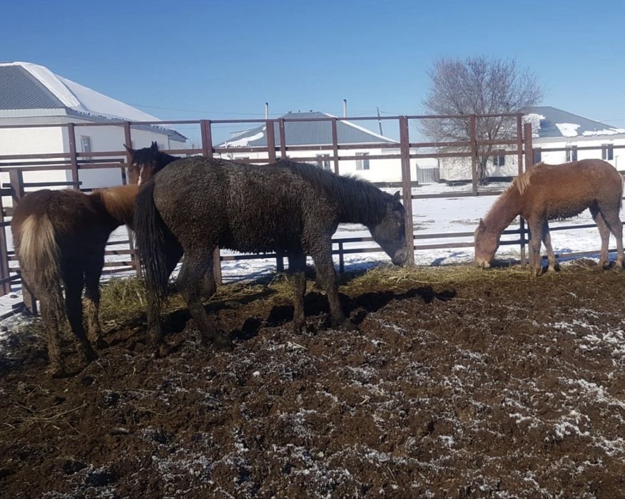 Семіз тайлар, құнандар сатылады