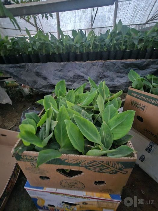 Banan va Papaya ko'chatlari garantyali