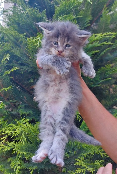 В рассрочку Котята Мейн-кун элитные