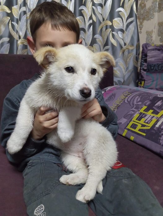 Отдам в добрые руки щенков