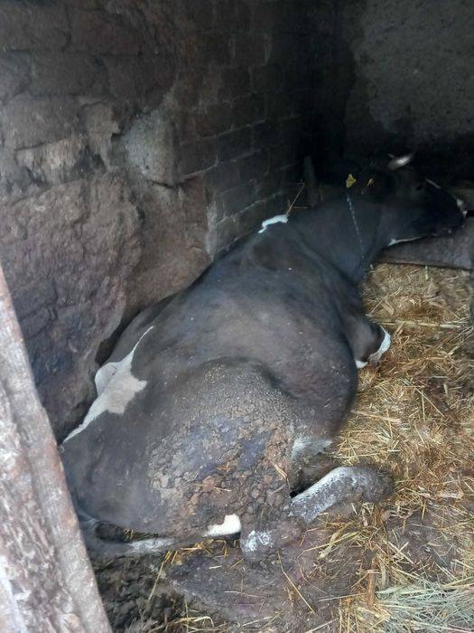 Vand vaca cu vitel in burta