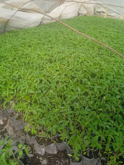 Pomidor ko'chati. (nihol)