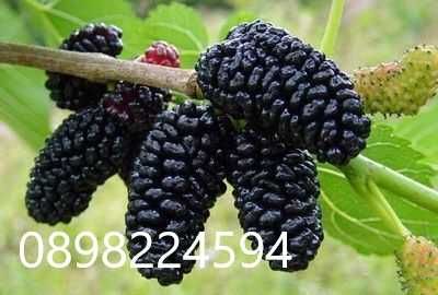 Черница – черна, розова и бяла