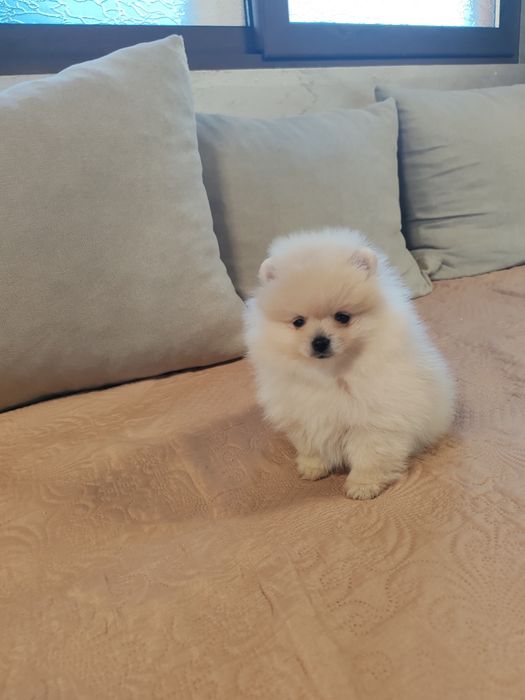 Померан мини мъжко и женско