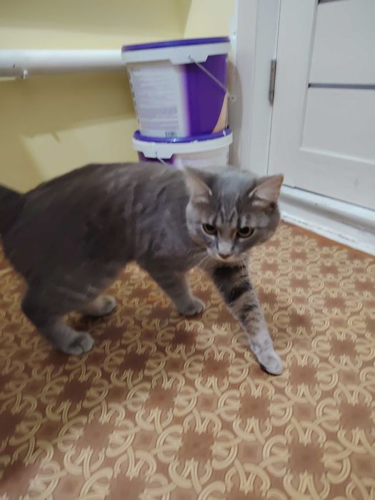 Молодой котик, наигрались и вернули!