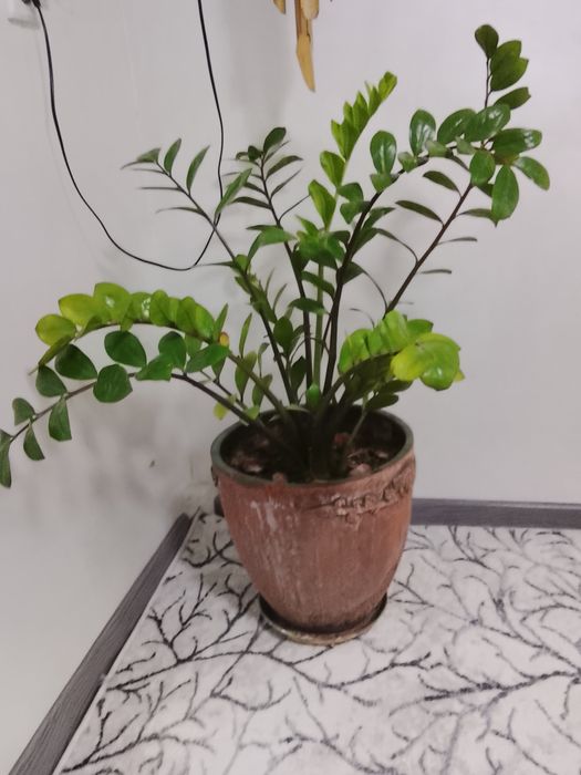 продается цветы комнатные, офисные