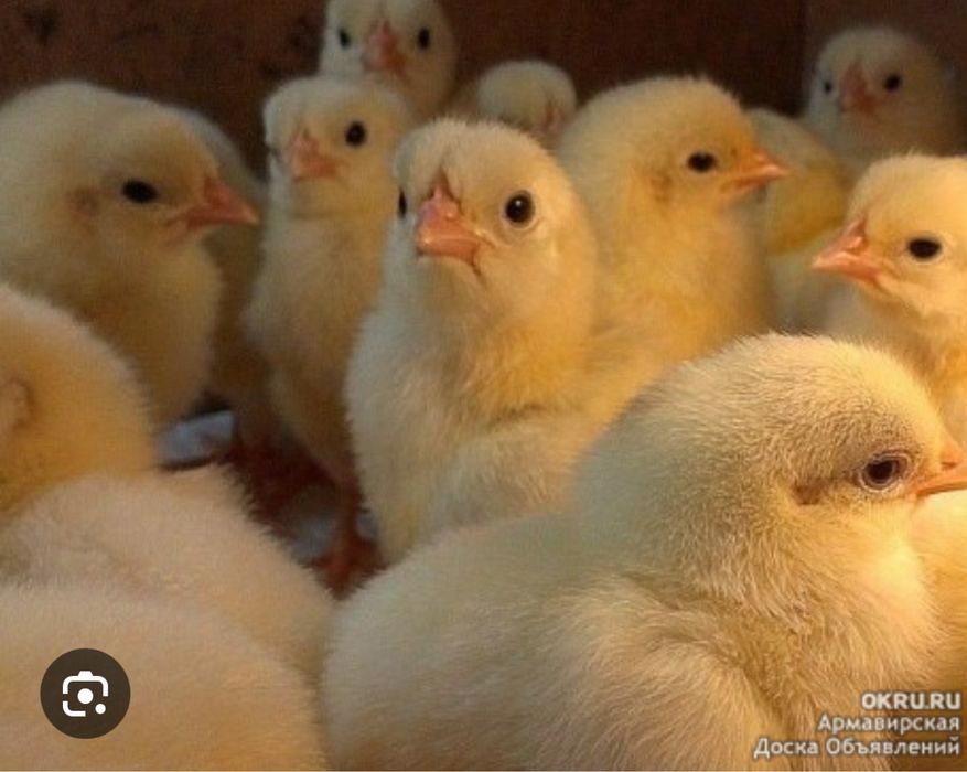 Цыплята Легорн стандарт