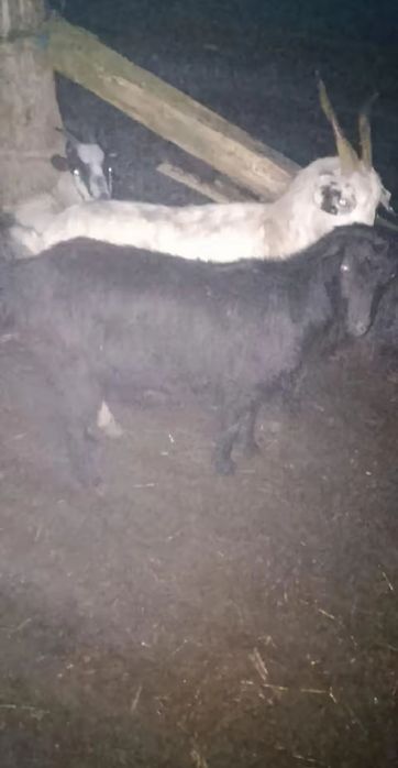 Iede de vânzare  gestante