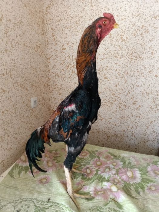 Xuroz sotiladi zoti toza