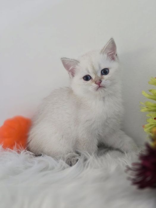 Котик британский -синеглазый