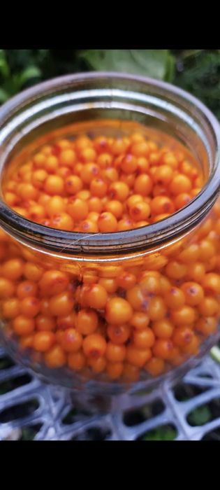 Продам облепиху 6000 5 литров