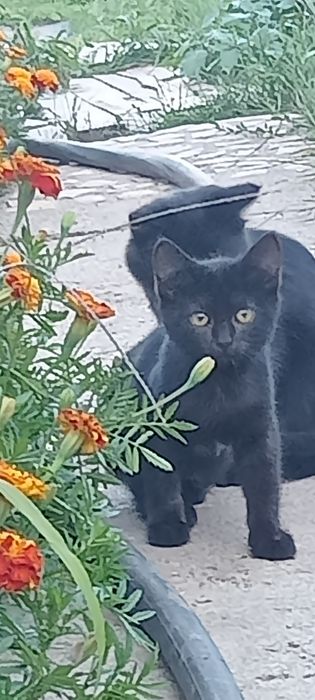 Отдам в добрые руки