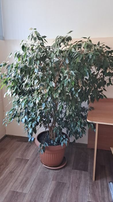 ФИКУС Бенджамина