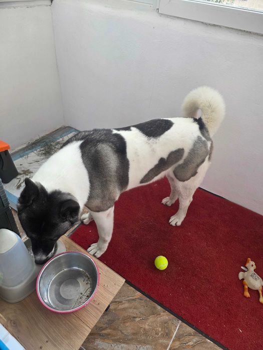 Akita American, femelă caută un nou cămin
