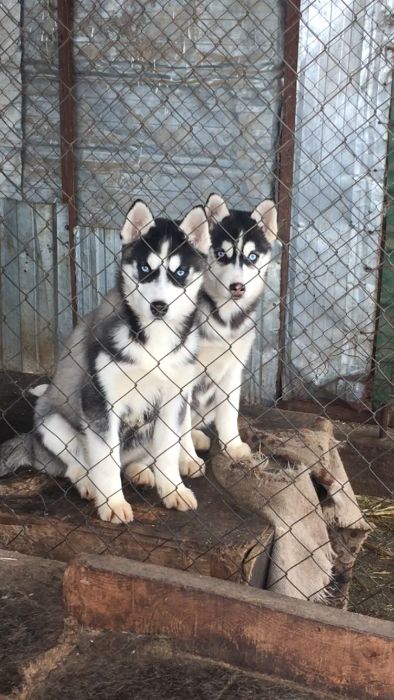 скидки от Хаски Планета всегда