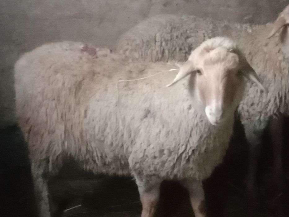 Продам баран тохты