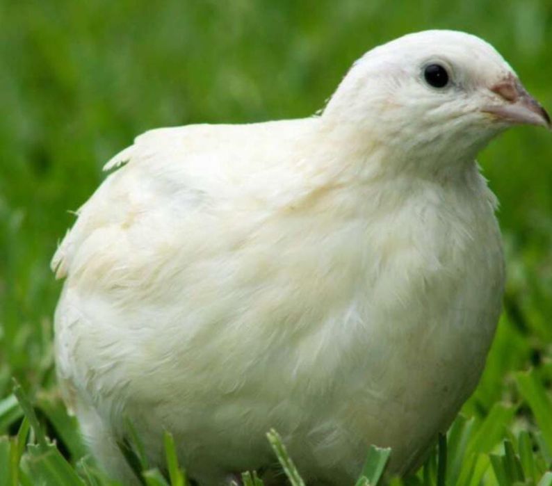 Инкубационное яйцо