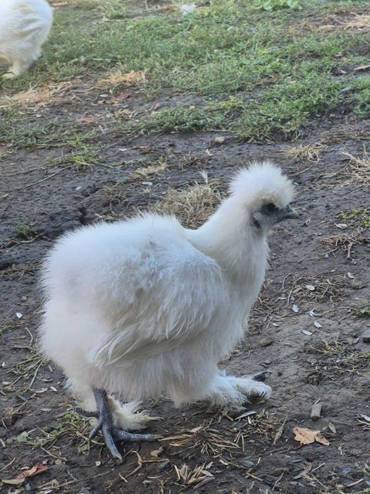 Pasari găini japoneza