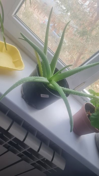 Алое  лечебный в горшочке
