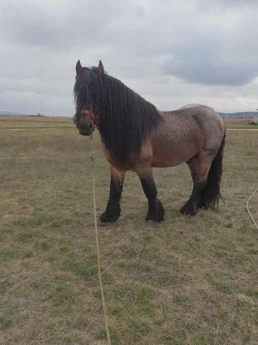 Armăsar de vânzare